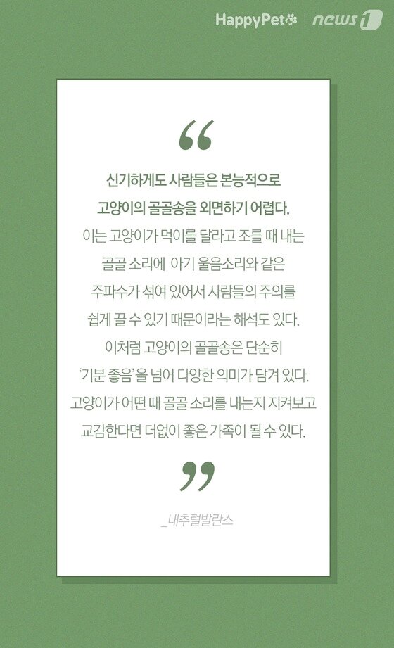 펫카드] '골골송' 부르는 고양이, 왜 그럴까?