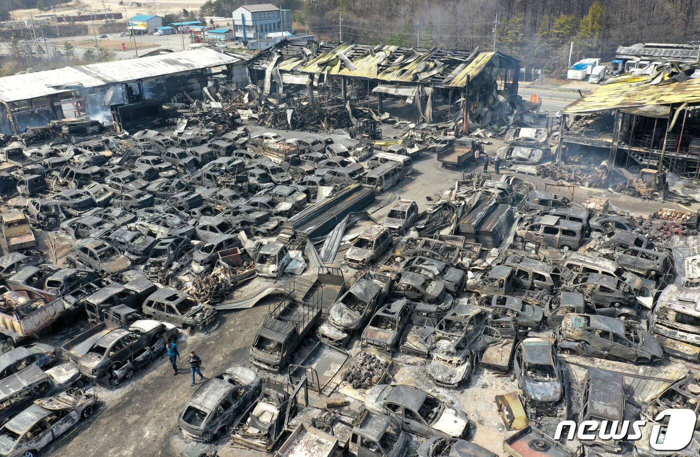 본문 이미지 - 강원 고성·속초 일대 산불이 이틀째 계속된 5일 오전 강원도 속초시의 한 폐차장에 차량들이 산불로 인해 전소돼 있다. 2019.4.5/뉴스1 ⓒ News1 조태형 기자