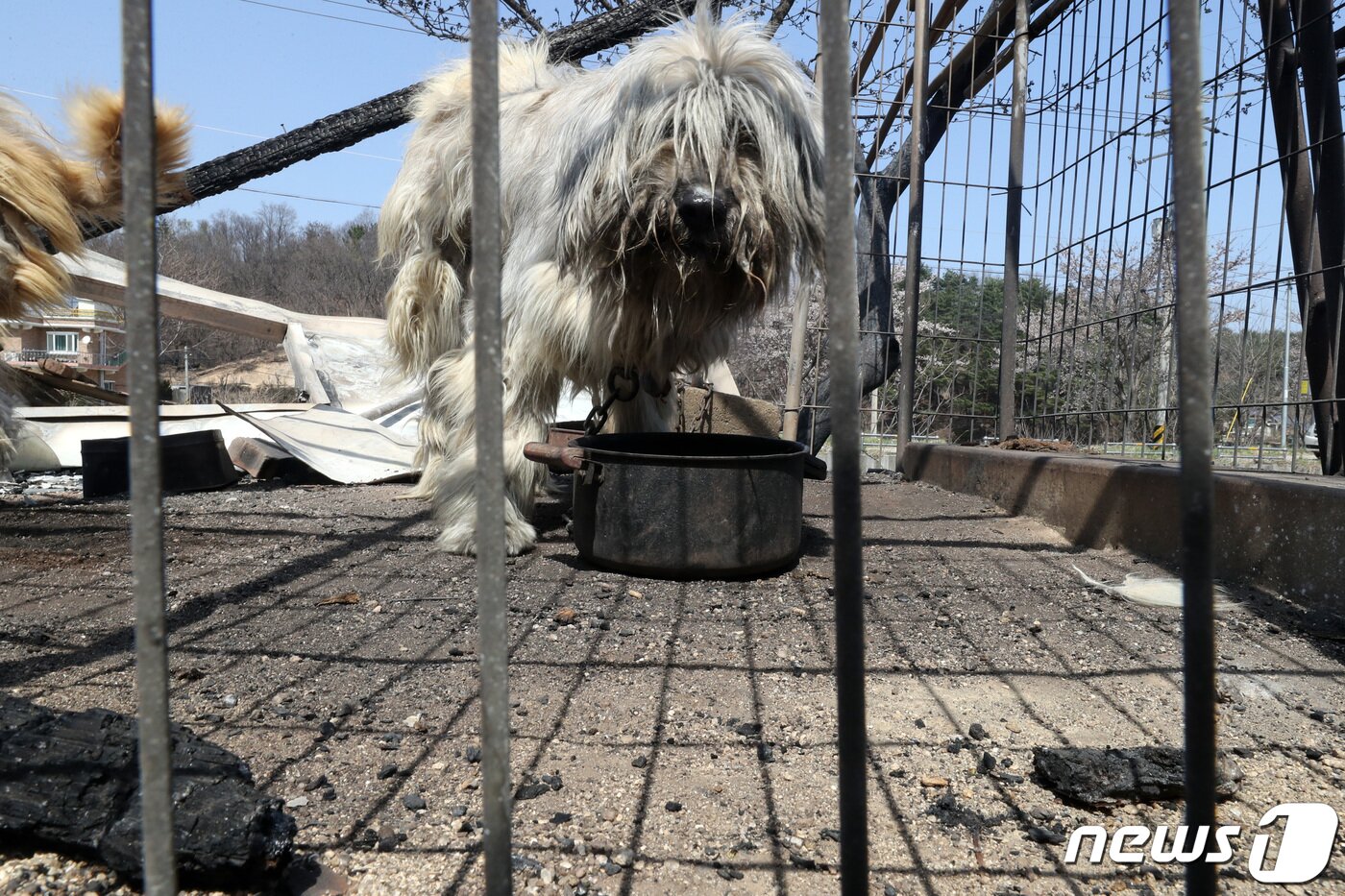 본문 이미지 - 강원 고성·속초 일대 산불이 이틀째 계속된 5일 오후 강원도 속초시 장사동 장천마을에서 강아지 한마리가 검게 그을린 그릇에 담긴 사료를 먹고 있다. 2019.4.5/뉴스1 ⓒ News1 조태형 기자