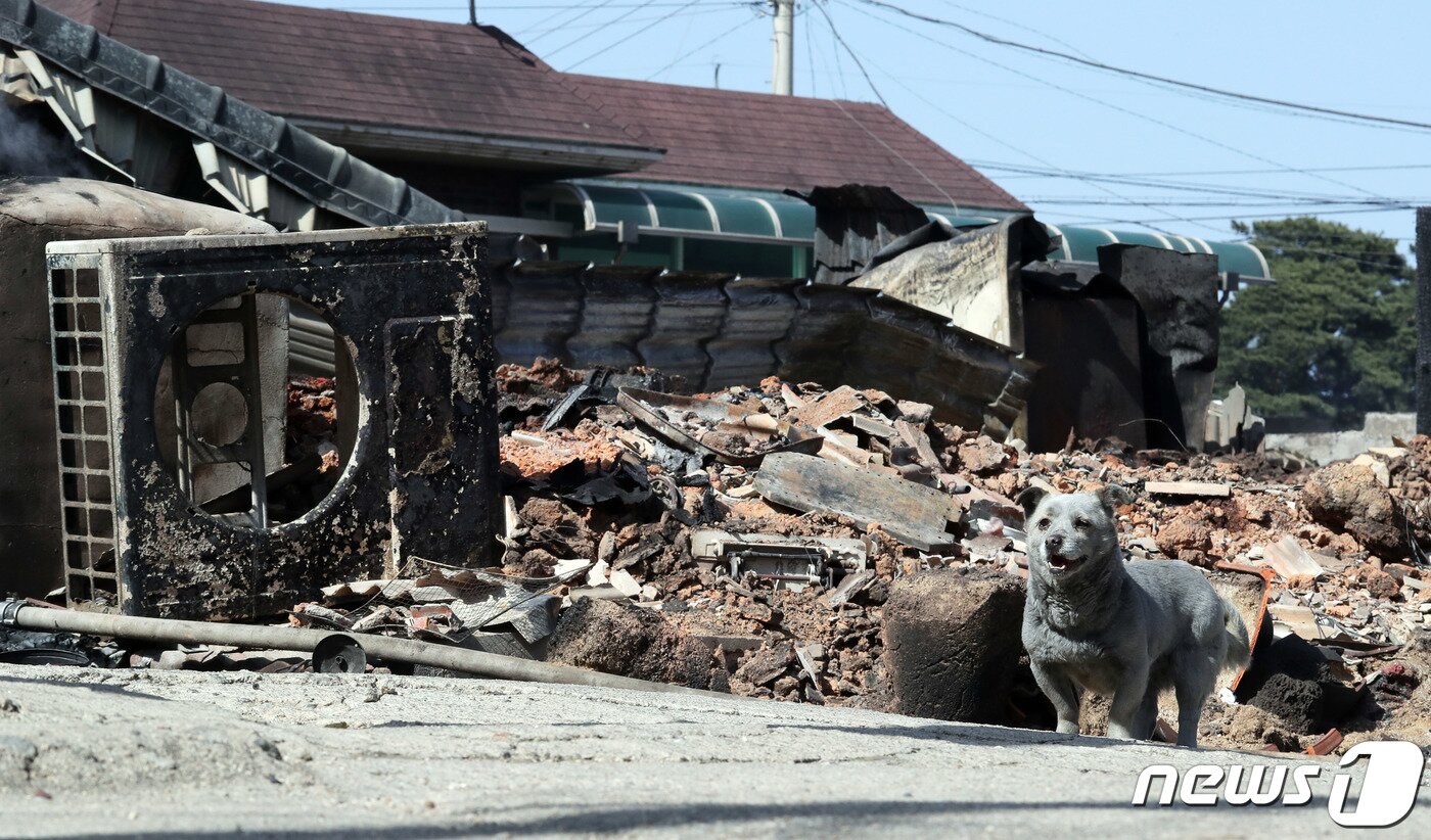 본문 이미지 - 강원 고성·속초 일대 산불이 이틀째 계속되고 있는 5일 오후 강원도 고성군 토성면 용촌1리마을에서 반려견이 전소된 집 앞에서 주인을 기다리고 있다. 2019.4.5/뉴스1 ⓒ News1 이재명 기자
