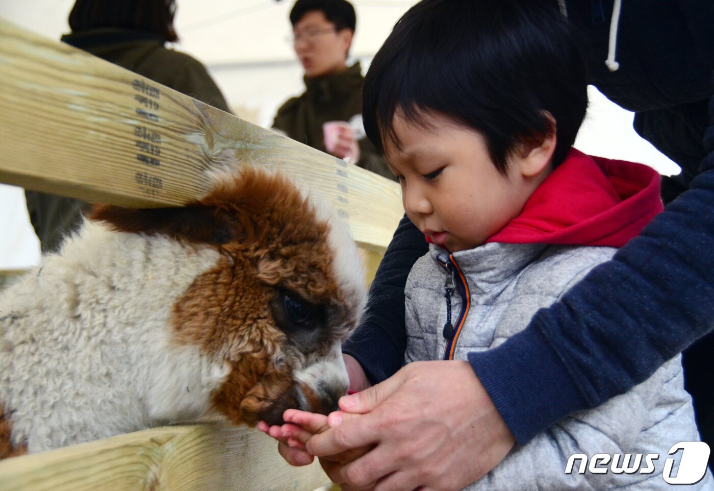 본문 이미지 - 사진은 강원 홍천군 대명 비발디파크에서 열린 벚꽃축제장에서 한 어린이가 알파카에게 먹이를 주고 있는 모습ⓒ News1 