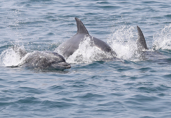 남방큰돌고래 보호 국민 마음 모은다…제주, 고향사랑 지정기부 추진