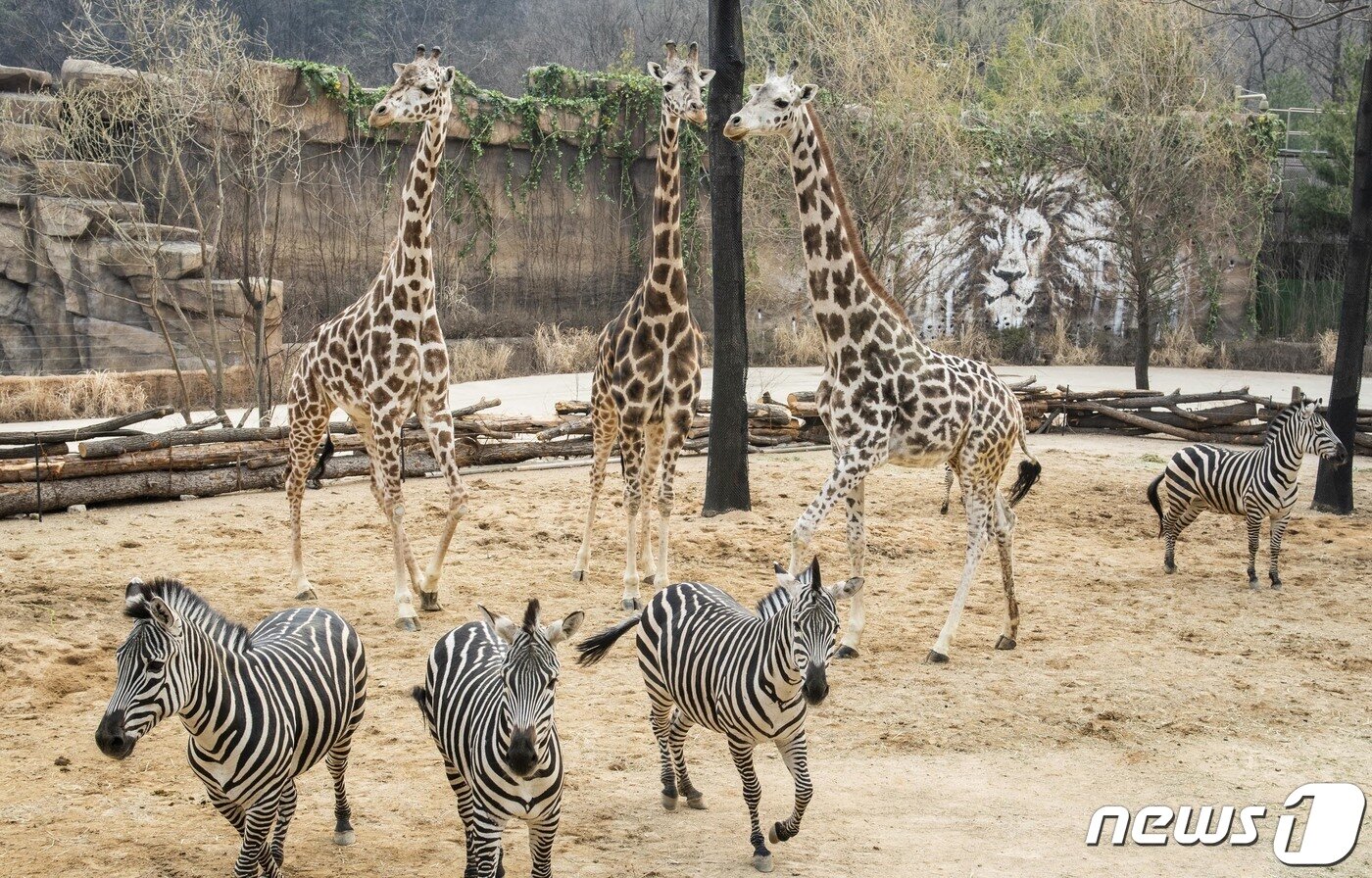 본문 이미지 - 에버랜드가 '로스트밸리 와일드로드(Lost Valley Wild Road)'를 8일 오픈했다.(에버랜드 제공) ⓒ News1 김평석 기자