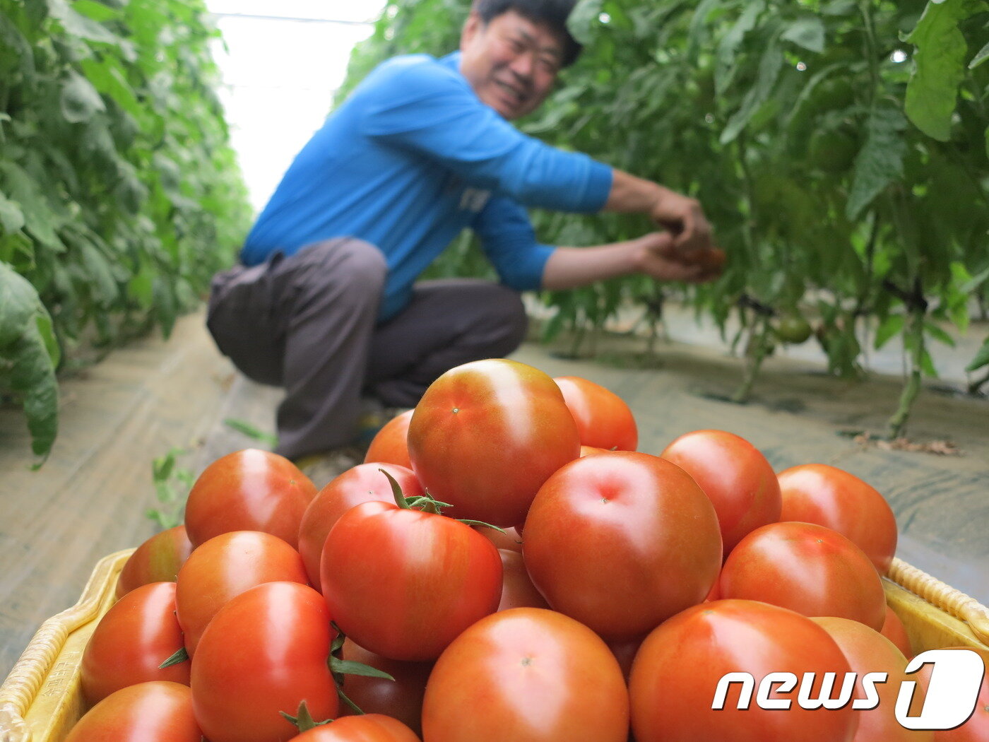 본문 이미지 - 9일 충북 옥천군 안남면 연주리에서 19년째 토마토 농사를 짓는 송영달씨(61)가 비닐하우스에서 잘 익은 유기농 토마토를 한창 출하하고 있다.(옥천군 제공).2019.04.09. ⓒ 뉴스1