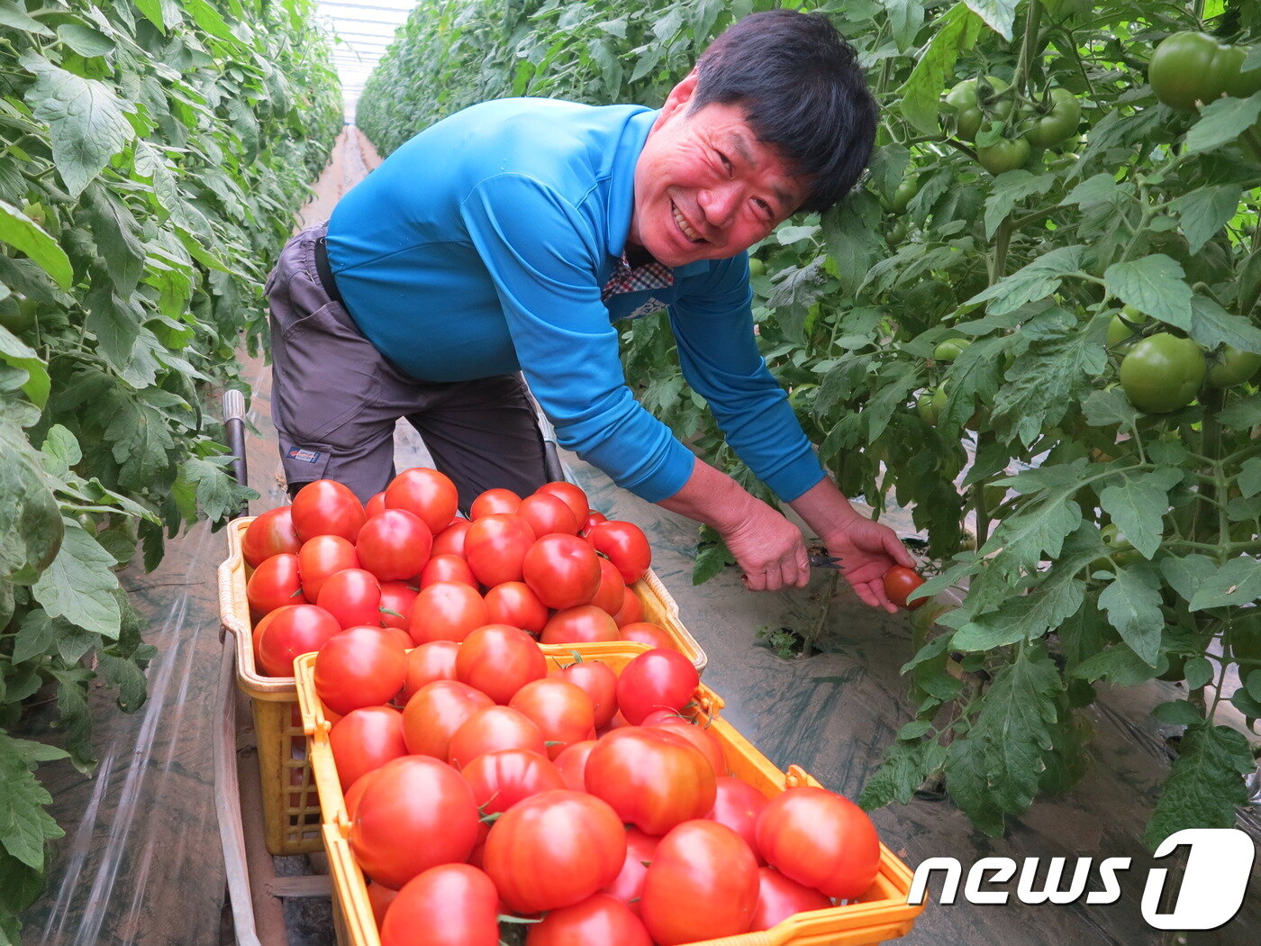 본문 이미지 - 9일 충북 옥천군 안남면 연주리에서 19년째 토마토 농사를 짓는 송영달씨(61)가 비닐하우스에서 잘 익은 유기농 토마토를 한창 출하하고 있다.(옥천군 제공).2019.04.09. ⓒ 뉴스1