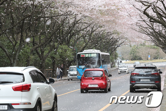 지난해 4월9일 제주시 아라동 제주대학교 입구 도로에 벚꽃이 바람에 날리고 있다.2019.4.9/뉴스1 © News1 DB