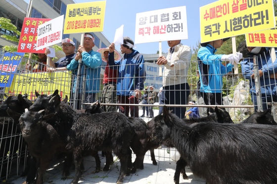 호주 FTA에 염소고기 값 반토막…충북도 피해보전직불금 접수
