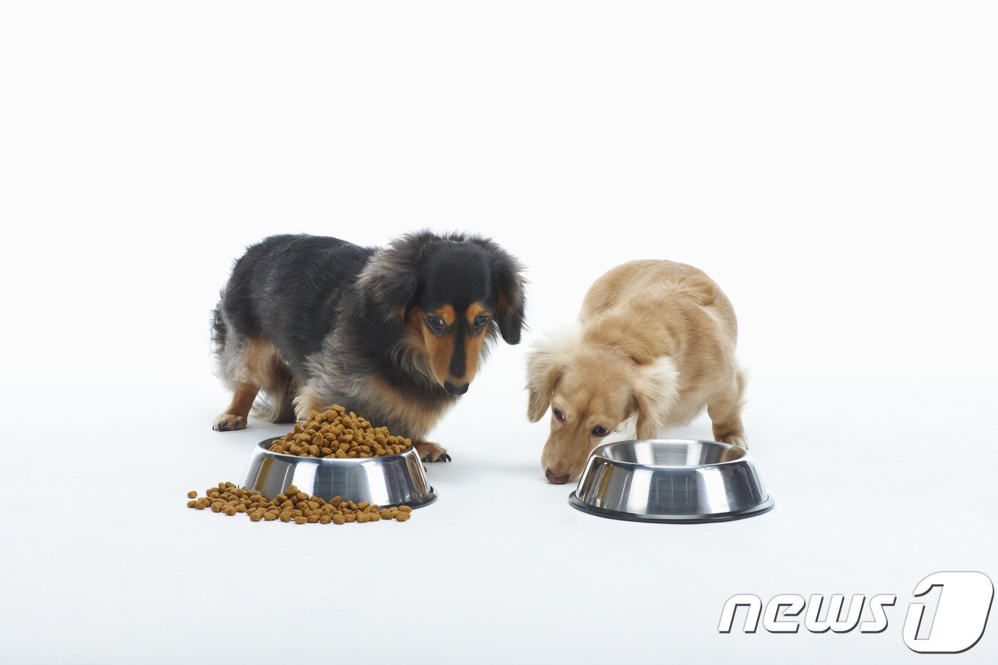 본문 이미지 - 사료 먹는 강아지들. 사진 이미지투데이 ⓒ 뉴스1