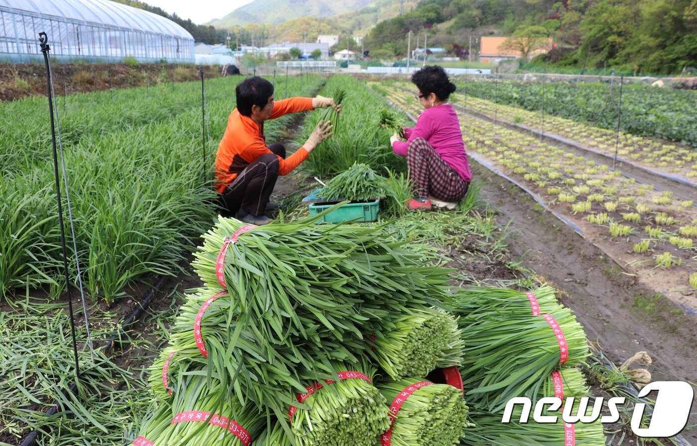본문 이미지 - 15일 충북 옥천군 군북면 자모리 3300여㎡ 넓이의 밭에서 김성각(66)·서정순(65) 부부가 자모리에서 제철을 맞은 부추를 수확하고 있다. 이 부부는 40여년째 부추농사를 짓고 있다.(옥천군 제공).2019.0515.ⓒ 뉴스1