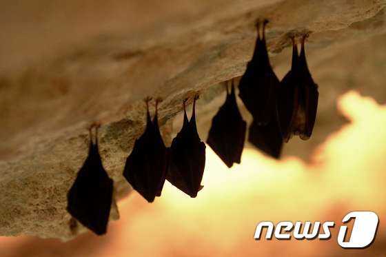 빈대의 첫숙주로 추정되어온 박쥐 <자료사진>© AFP=뉴스1