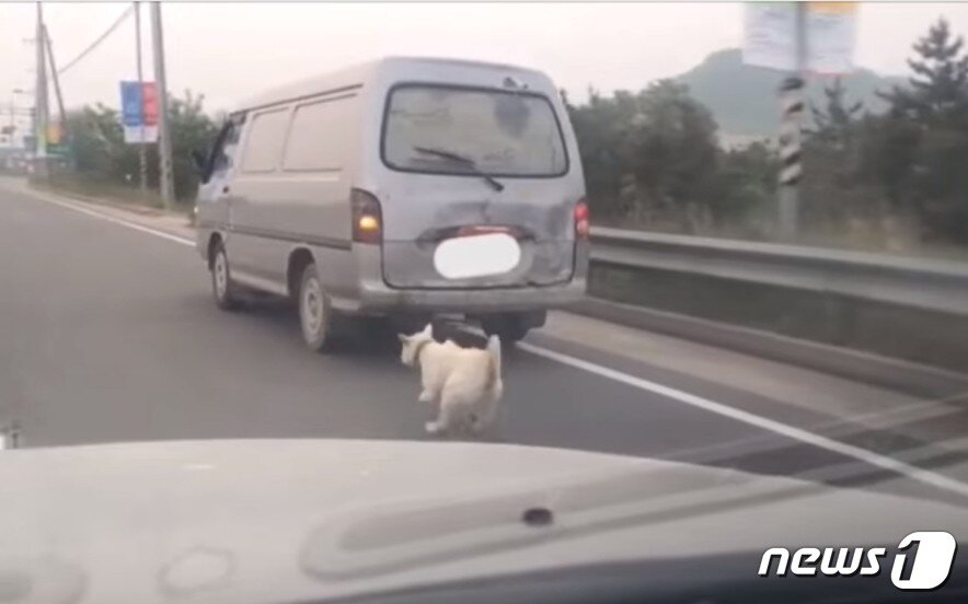 본문 이미지 - 지난 15일 군산시 나포면 인근 도로에서 개를 쇠줄에 매달고 달리는 봉고차를 출근중인 시민이 발견해 발생해 동물단체에 제보했다. (사진 동물자유연대 제공) ⓒ 뉴스1