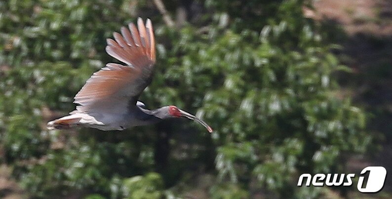 본문 이미지 - 경남 창녕군 우포늪에 하늘을 나는 따오기 모습. &#40;뉴스1DB&#41; ⓒ News1 여주연 기자