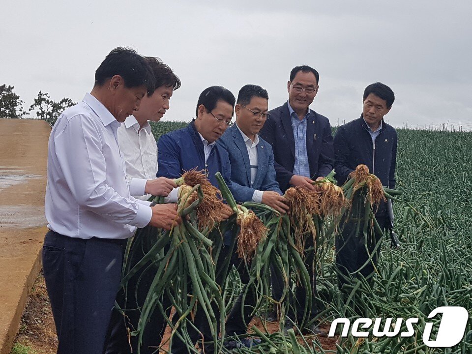 본문 이미지 - 더불어민주당 이인영 원내대표와 서삼석 전남도당위원장, 김영록 전남지사 등이 지난 18일 양파 주산지인 전남 무안군을 찾아 양파 작황을 둘러보고 공급 과잉에 따른 지원대책을 논의했다.(더불어민주당 전남도당 제공) 2019.5.18./뉴스1 ⓒ News1 