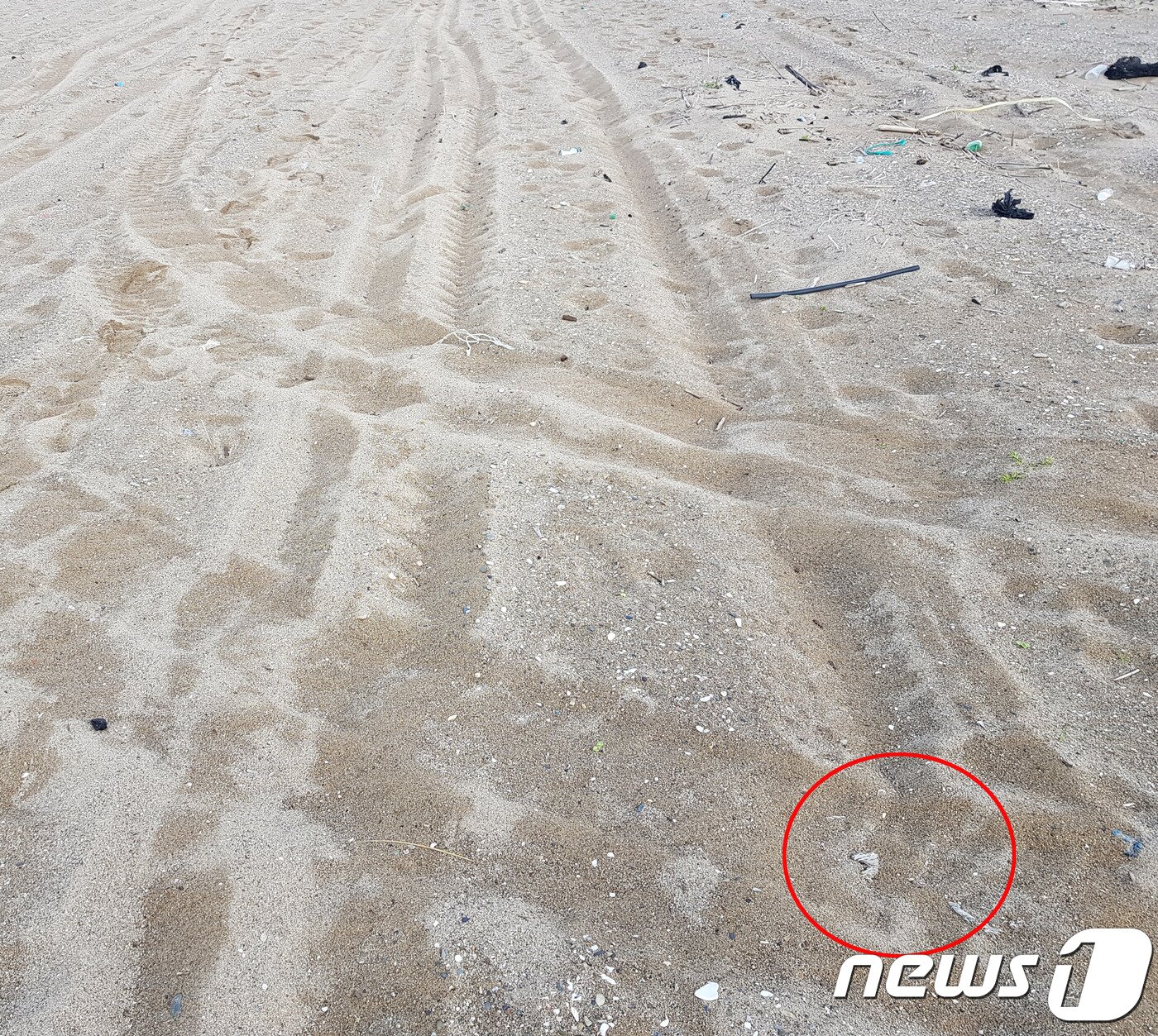 본문 이미지 - 28일 오전 경북 포항시 북구 흥해읍 해안가 쇠제비갈매기 둥지가 사륜오토바이 바퀴에 밣혀 형체를 알아볼 수 없이 훼손돼 있다. 2019..5.28/ⓒ 뉴스1 최창호 기자