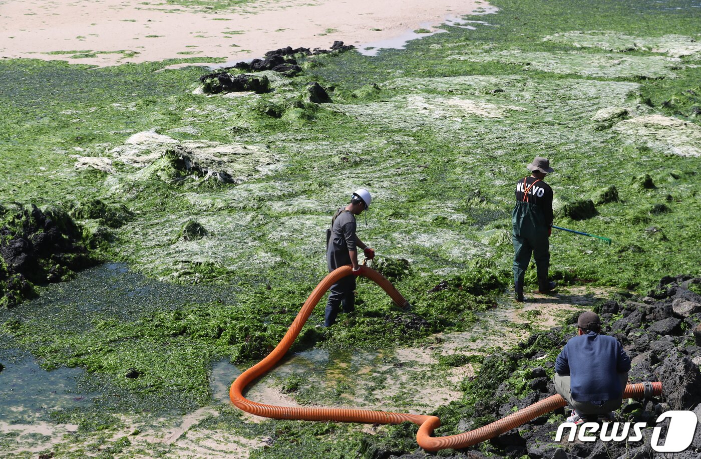 본문 이미지 - 제주시 조천읍 신흥리 해안에서 제주시 관계자들이 준설차량을 이용해 구멍갈파래 수거 작업을 하고 있다. /뉴스1 ⓒ News1 이석형 기자