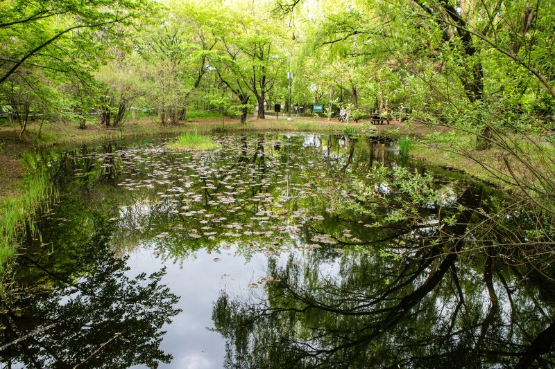 본문 이미지 - 영등포구 여의도공원 자연생태의 숲 생태연못