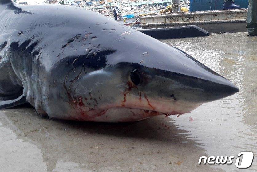 본문 이미지 - 10일 오전 5시쯤 강원 강릉시 주문진항 동방 약 2마일 해상에서 2m가 조금 넘는 길이의 청상아리가 혼획됐다. (독자 제공) 2019.6.10/뉴스1 ⓒ News1