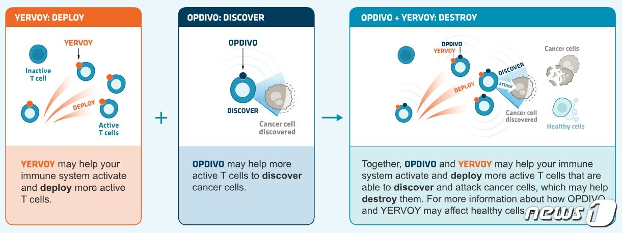 본문 이미지 - 옵디보-여보이 병용요법의 작용기전(출처=옵디보 소개 홈페이지)ⓒ 뉴스1