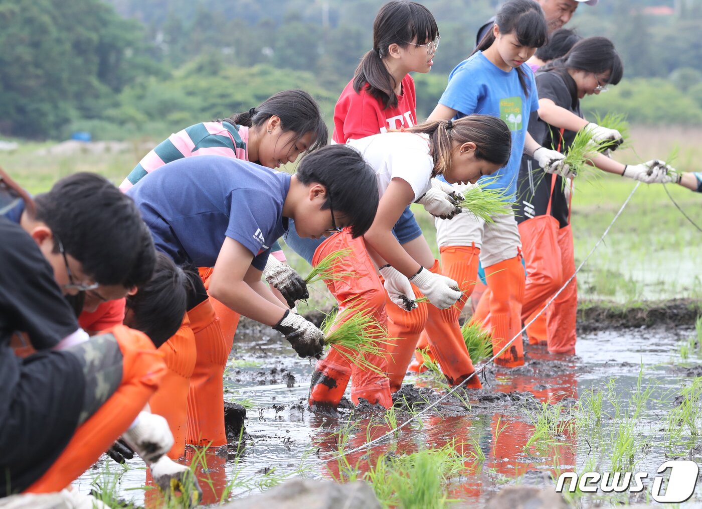 본문 이미지 - 제주 서귀포시 하논분화구의 한 논에서 초등학생들이 모내기 체험을 하고 있다. /뉴스1