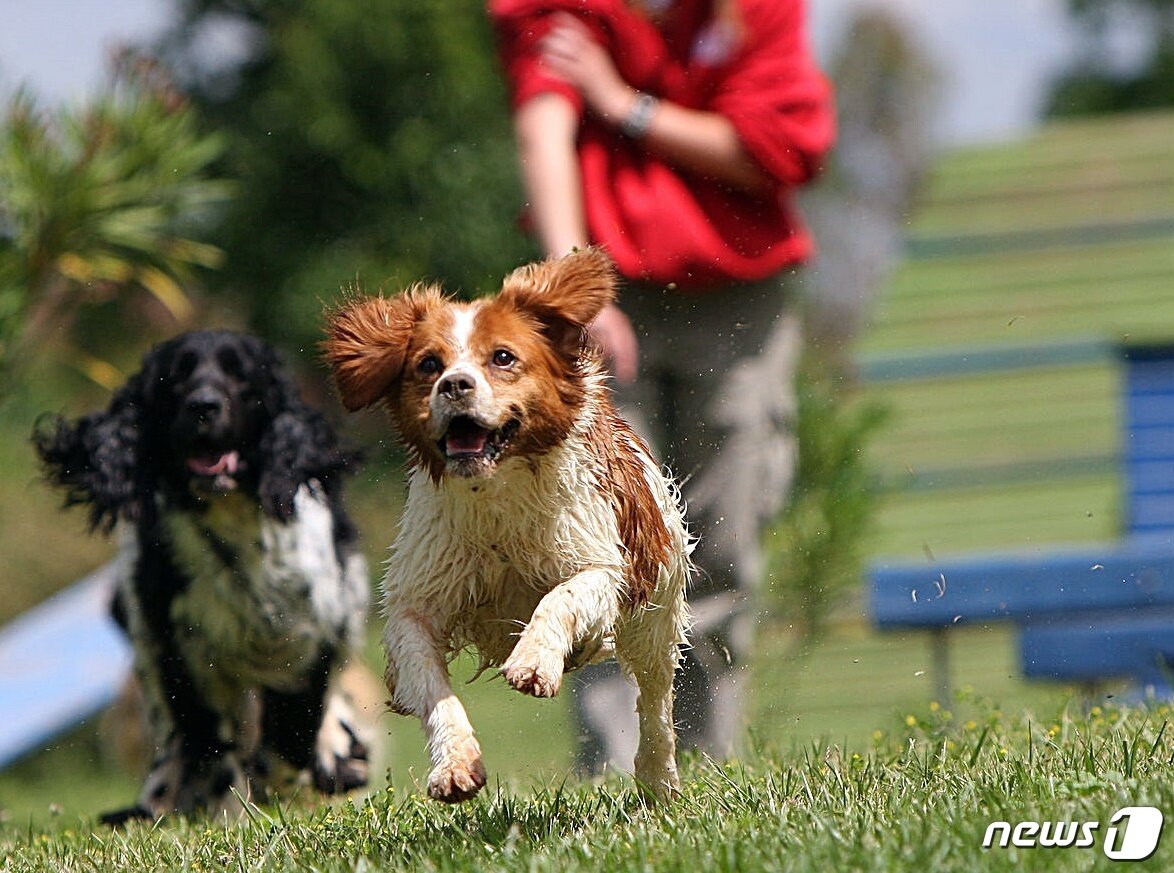 본문 이미지 - 프랑스 아이마그에 위치한 로얄캐닌 본사. 약 400여마리의 개와 고양이가 프리미엄 시설을 갖춘 펫 센터(Pet center)에 살고 있다. 사진 로얄캐닌 코리아 제공 ⓒ 뉴스1