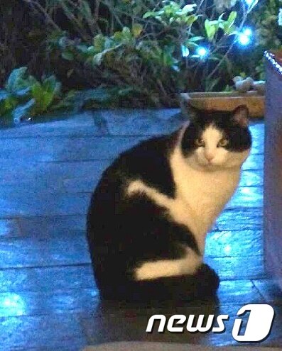 본문 이미지 - 김은수 한화갤러리아 대표가 2013년 인연을 맺은 고양이 미셸의 모습. ⓒ 뉴스1