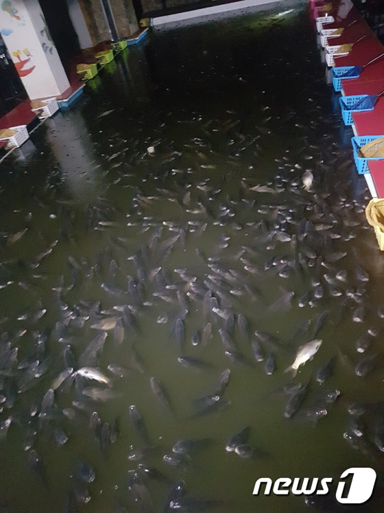 대전 목척교 상수도관 파열…실내 낚시카페 물고기 수천마리 폐사