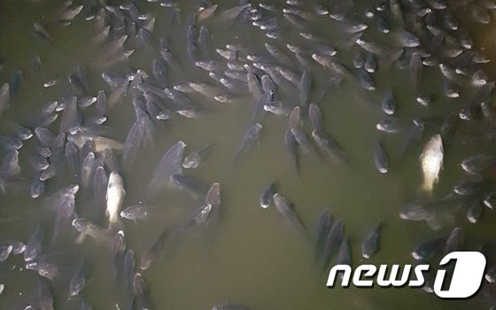 대전 목척교 도로 침수…실내 낚시카페 물고기 수천마리 폐사
