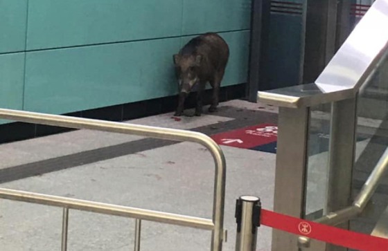 지하철 역에 침입한 멧돼지 - 웨이보 갈무리