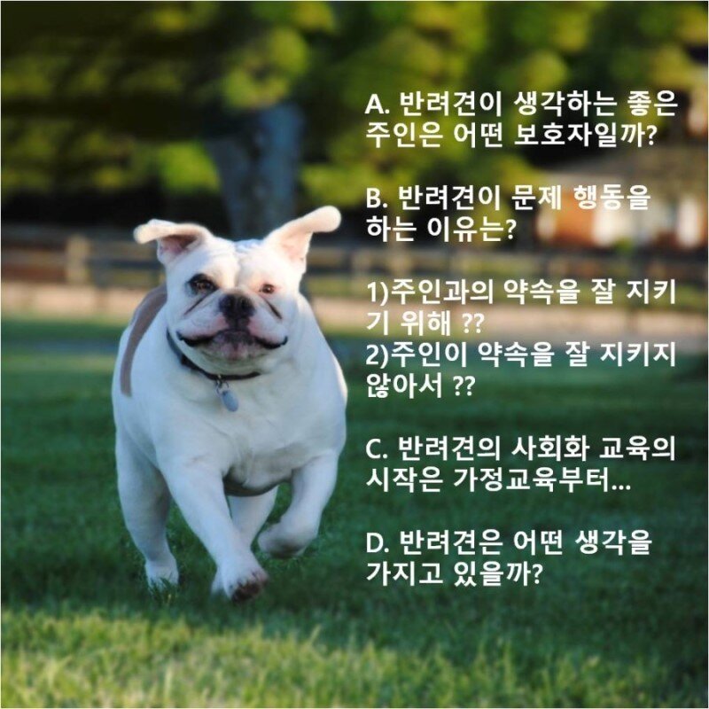 본문 이미지 - 사진 딩고코리아 제공 ⓒ 뉴스1