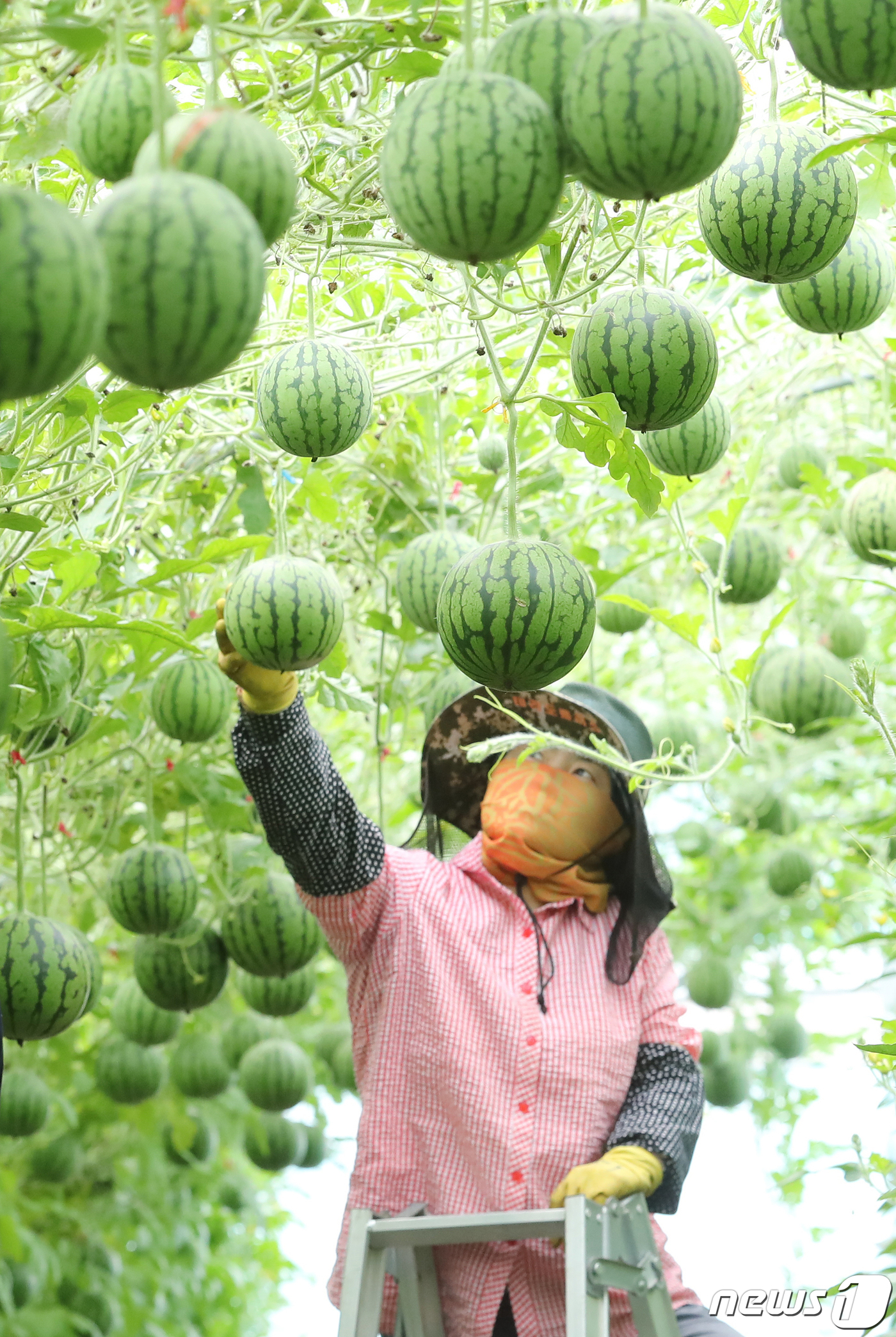 (제주=뉴스1) 이석형 기자 = 25일 제주시 애월읍 봉성리 한 애플수박 농장에서 농장주가 애플수박을 수확하고 있다. 올해산 애플수박 생산 예상량은 80여톤으로 지난해보다 1000 …
