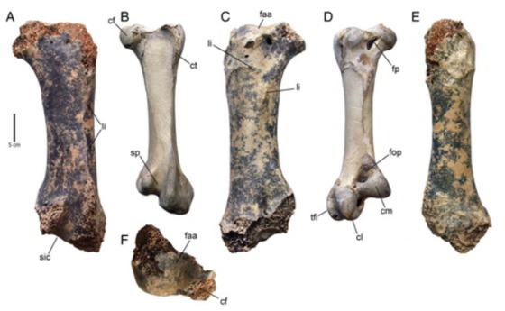 흑해에서 발견된 거대새 대퇴골(A,C,E)과 현생 타조(B,D)의 대퇴골 비교© 논문 A giant early Pleistocene bird from eastern Europe: unexpected component of terrestrial faunas at the time of early <em>Homo</em> arrival  갈무리