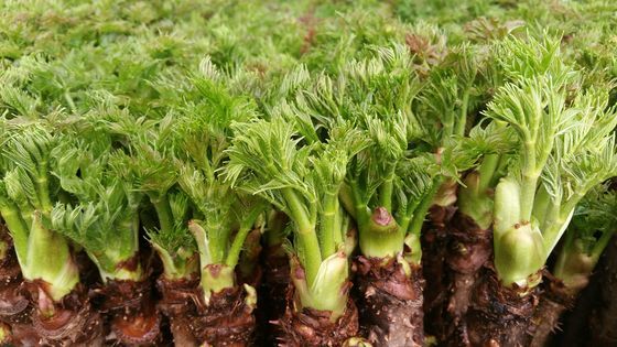 20만원어치 두릅새순 훔쳐 10배 벌금 처벌 받은 50대