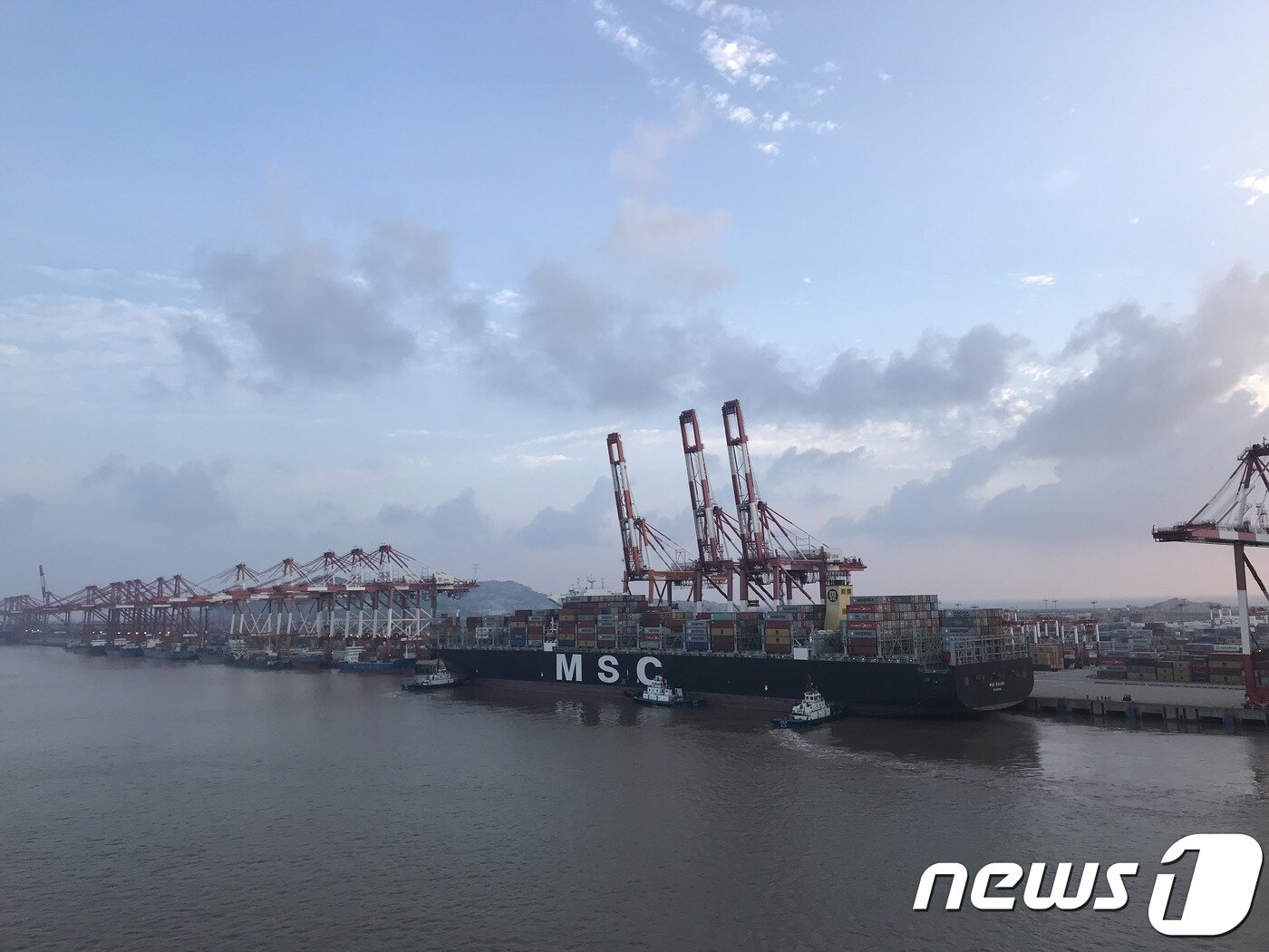 본문 이미지 - 6월23일 중국 상해 양산터미널에 접안 중인 MSC 선사 소속 선박. ⓒ 뉴스1 조재현 기자