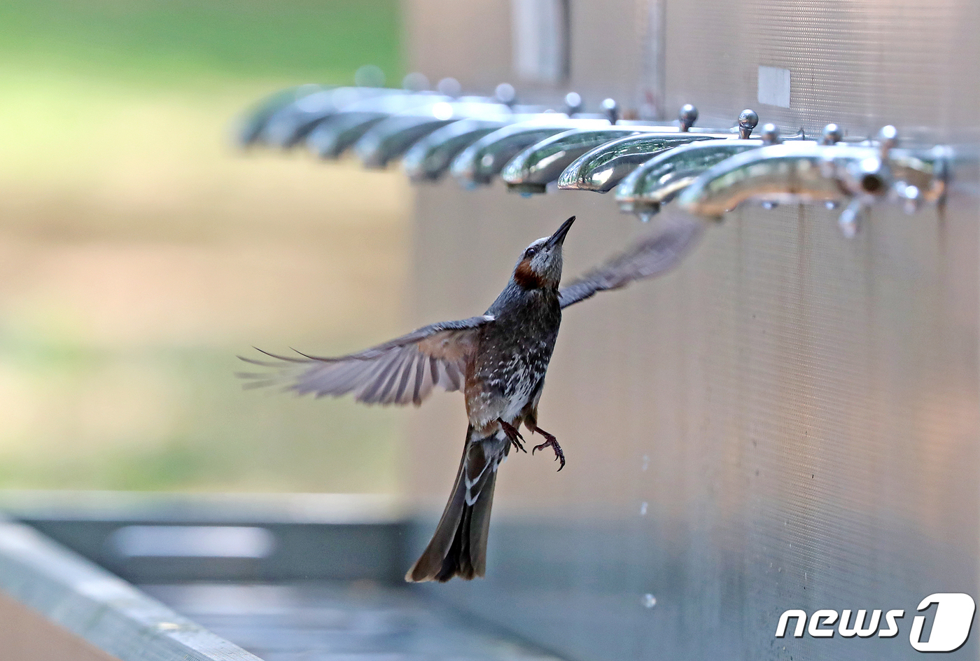(경산=뉴스1) 공정식 기자 = 대구를 비롯한 영남 일부 지역에 폭염주의보가 내려진 3일 오후 경북 경산시 하양읍 대구가톨릭대학교 효성캠퍼스 수돗가로 날아든 직박구리 한 마리가 수 …