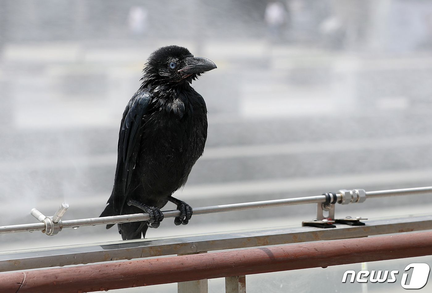 (서울=뉴스1) 박세연 기자 = 서울 최고기온이 29도, 대구가 34도까지 오르는 등 무더위가 기승을 보이는 5일 오후 서울 광화문광장에서 까마귀 한마리가 쿨링 포그를 맞으며 더위 …