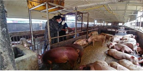 충남도 10월 1~23일 양돈농가 대상 ASF 검사