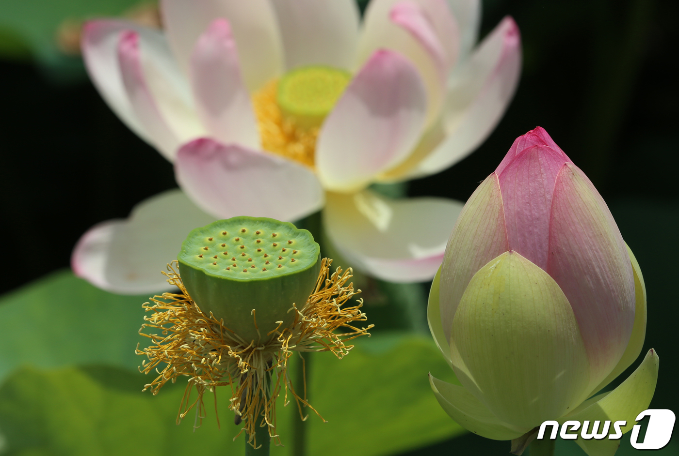 (성주=뉴스1) 정우용 기자 = 11일 경북 성주군 초전면 용성리 뒤미지에 연꽃이 만개했다. 2013년 조성된 뒤미지에는 2만 5932㎡의 면적에 백련, 홍련, 수련 등 7000여 …