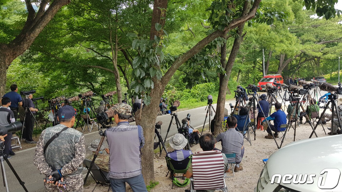 본문 이미지 - 14일 오후 전국에서 모여든 사진작가들이 경북 경주시 안강읍 옥산사원에서 호반새 촬영을 하고 있다. 2019.7.14/뉴스1 ⓒ News1 최창호 기자