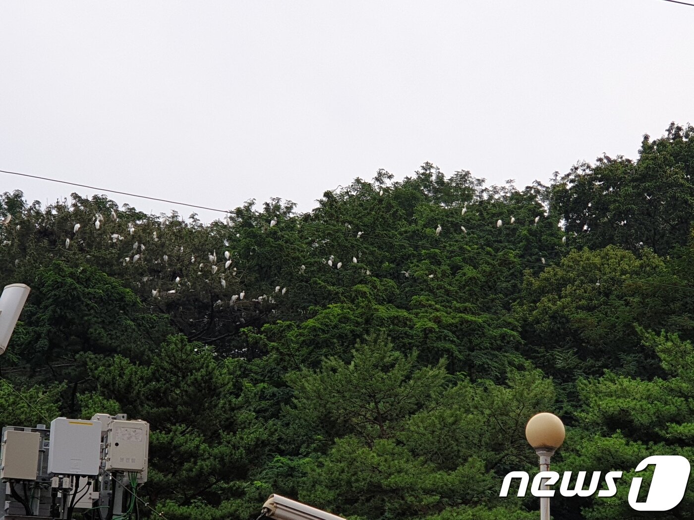 본문 이미지 - 구지봉 인근 아파트에서 바라본 백조떼(김해시 제공) /ⓒ 뉴스1