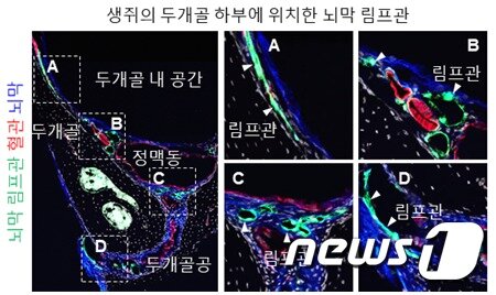 본문 이미지 - 뇌척수액과 가깝게 위치한 뇌 하부 뇌막 림프관(IBS 제공) ⓒ 뉴스1