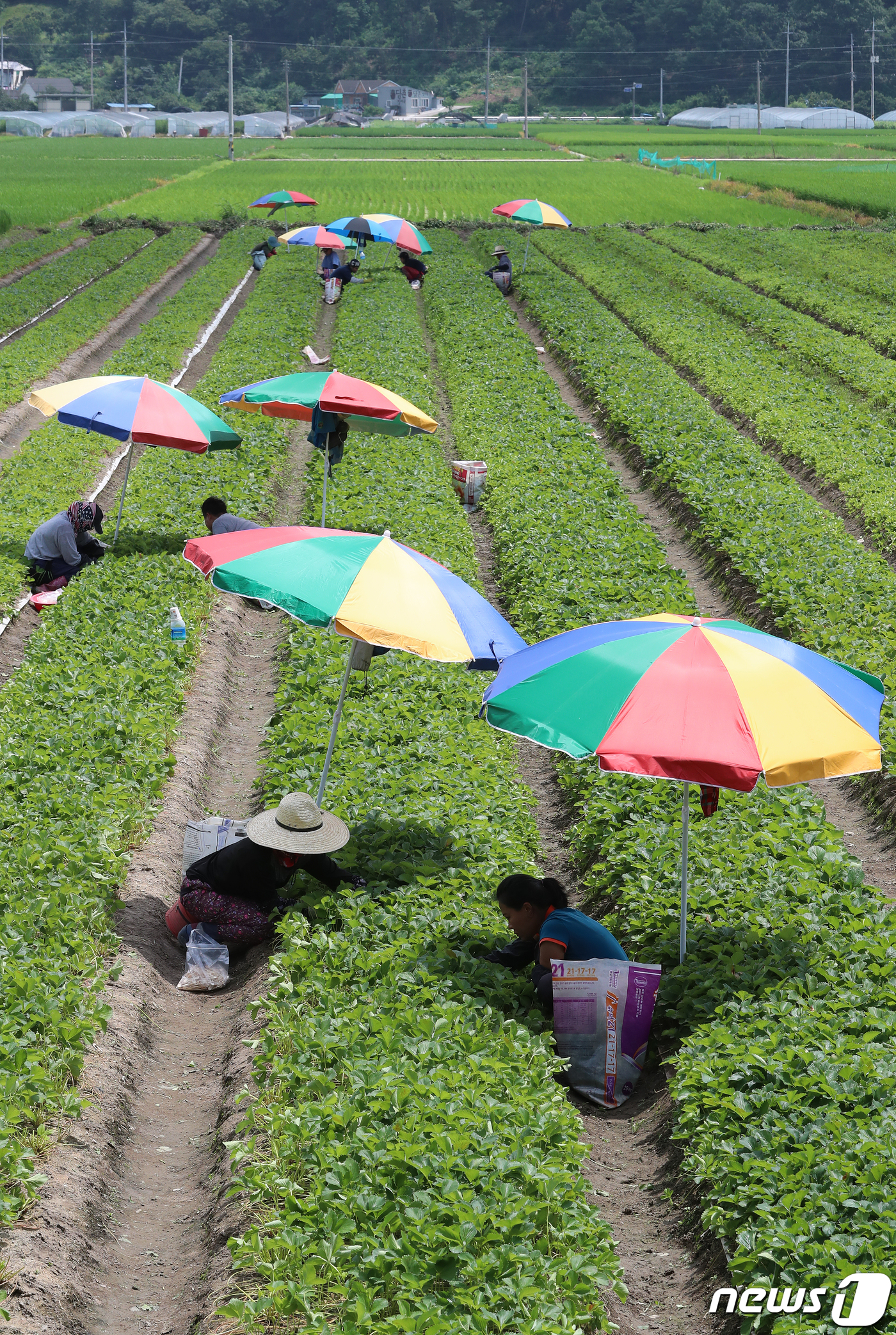 (고령=뉴스1) 공정식 기자 = 경북 일부 지역에 폭염경보가 발효된 29일 오후 경북 고령군 국도변 한 딸기밭에서 일꾼들이 파라솔을 펼쳐두고 뙤약볕을 피해 일하고 있다. 2019. …