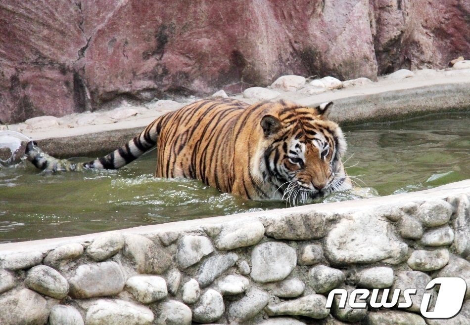 연일 불볕더위가 이어지고 있는 가운데 광주 우치동물원에 있는 벵갈호랑이가 시원한 물에 들어가 더위를 식히고 있다.&#40;우치동물원 제공&#41;2019.7.20/뉴스1 ⓒ News1 박준배 기자