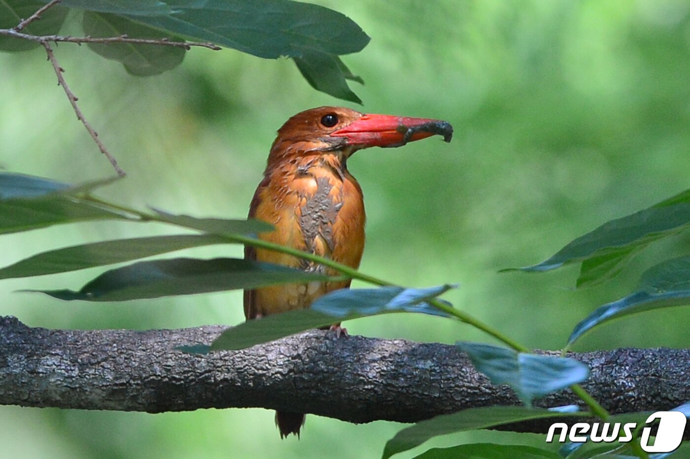 본문 이미지 - 호반새가 5일 오전 경북 경주시 안강읍 옥산서원 인근에서 방금 잡은 먹잇감을 물어오고 있다. 2019.7.5 /뉴스1 ⓒ News1 최창호 기자