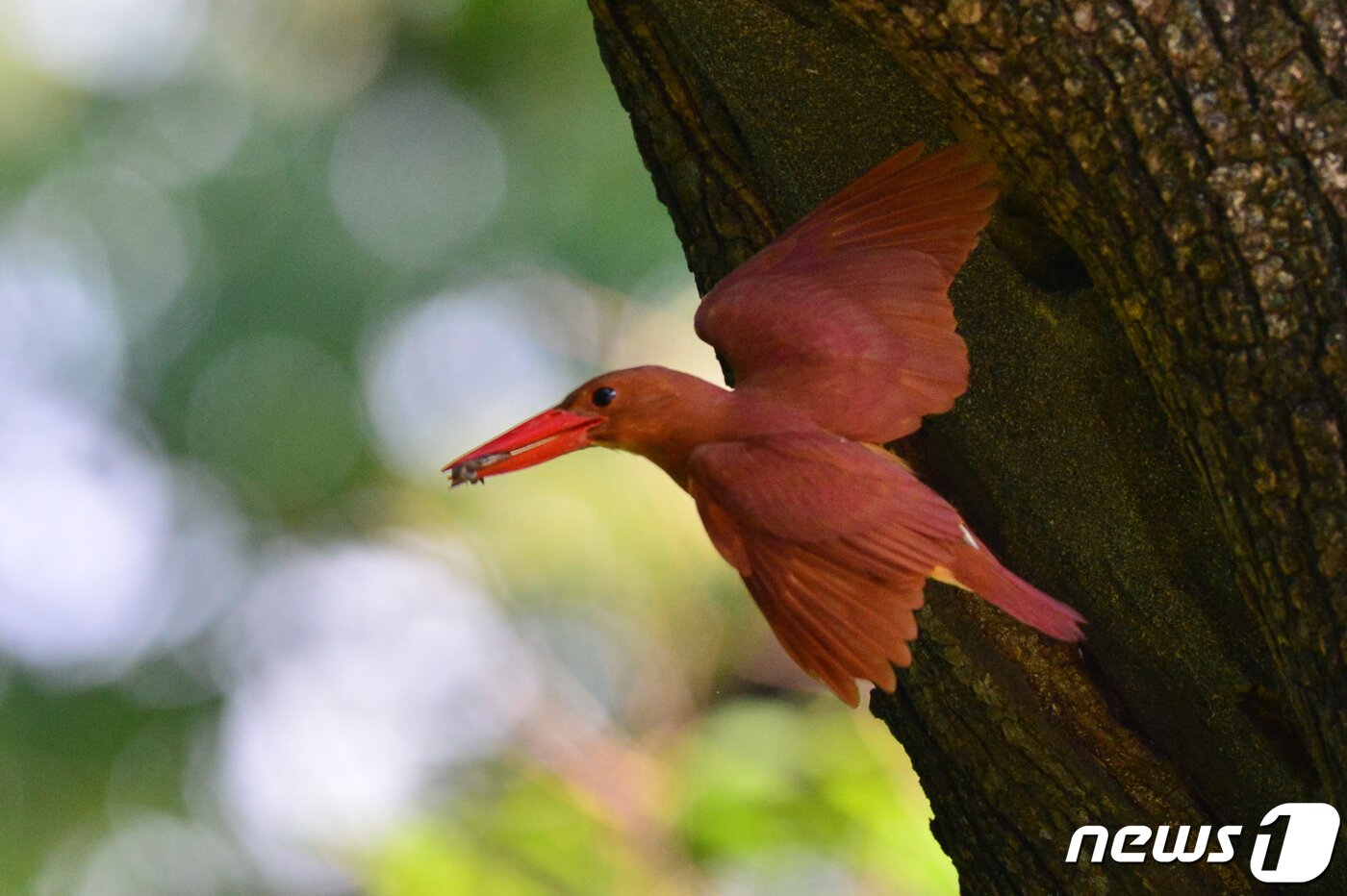 본문 이미지 - 호반새가 5일 오전 경북 경주시 안강읍 옥산서원 인근 둥지에서 먹잇감을 날아오고 있다.. 2019.7.5 /뉴스1 ⓒ News1 최창호 기자