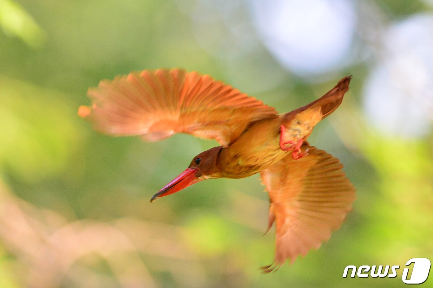 본문 이미지 - 호반새가 5일 오전 경북 경주시 안강읍 옥산서원 인근을 날아가고 았다.. 2019.7.5 /뉴스1 ⓒ News1 최창호 기자