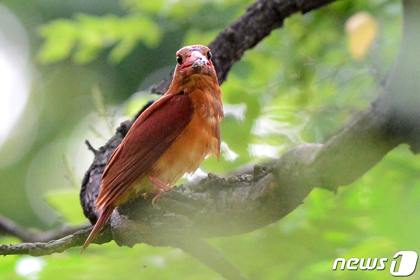 본문 이미지 - 호반새가 5일 오전 경북 경주시 안강읍 옥산서원 인근에 있는 둥지 나무에 앉아 주변을 살피고 있다.. 2019.7.5 /뉴스1 ⓒ News1 최창호 기자