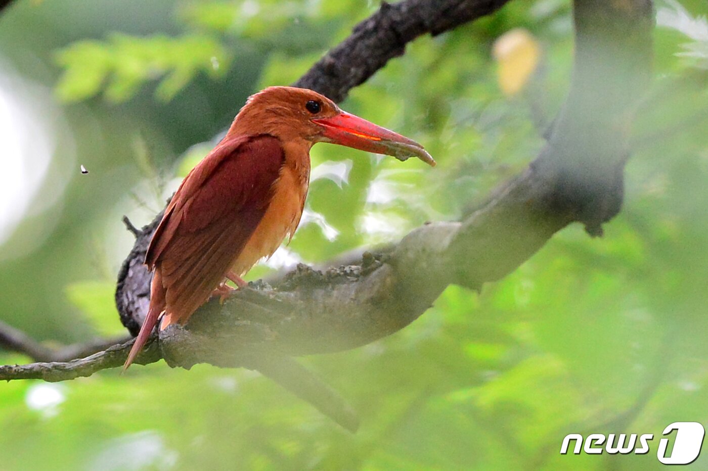 본문 이미지 - 호반새가 5일 오전 경북 경주시 안강읍 옥산서원 인근 둥지 근처에서 주변을 살피고 있다. 2019.7.5 /뉴스1 ⓒ News1 최창호 기자