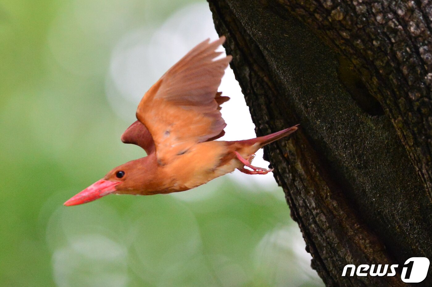 본문 이미지 - 호반새가 5일 오전 경북 경주시 안강읍 옥산서원 나무 둥지에서 밖으로 날아 나오고 있다. .2019.7.5 /뉴스1 ⓒ News1 최창호 기자