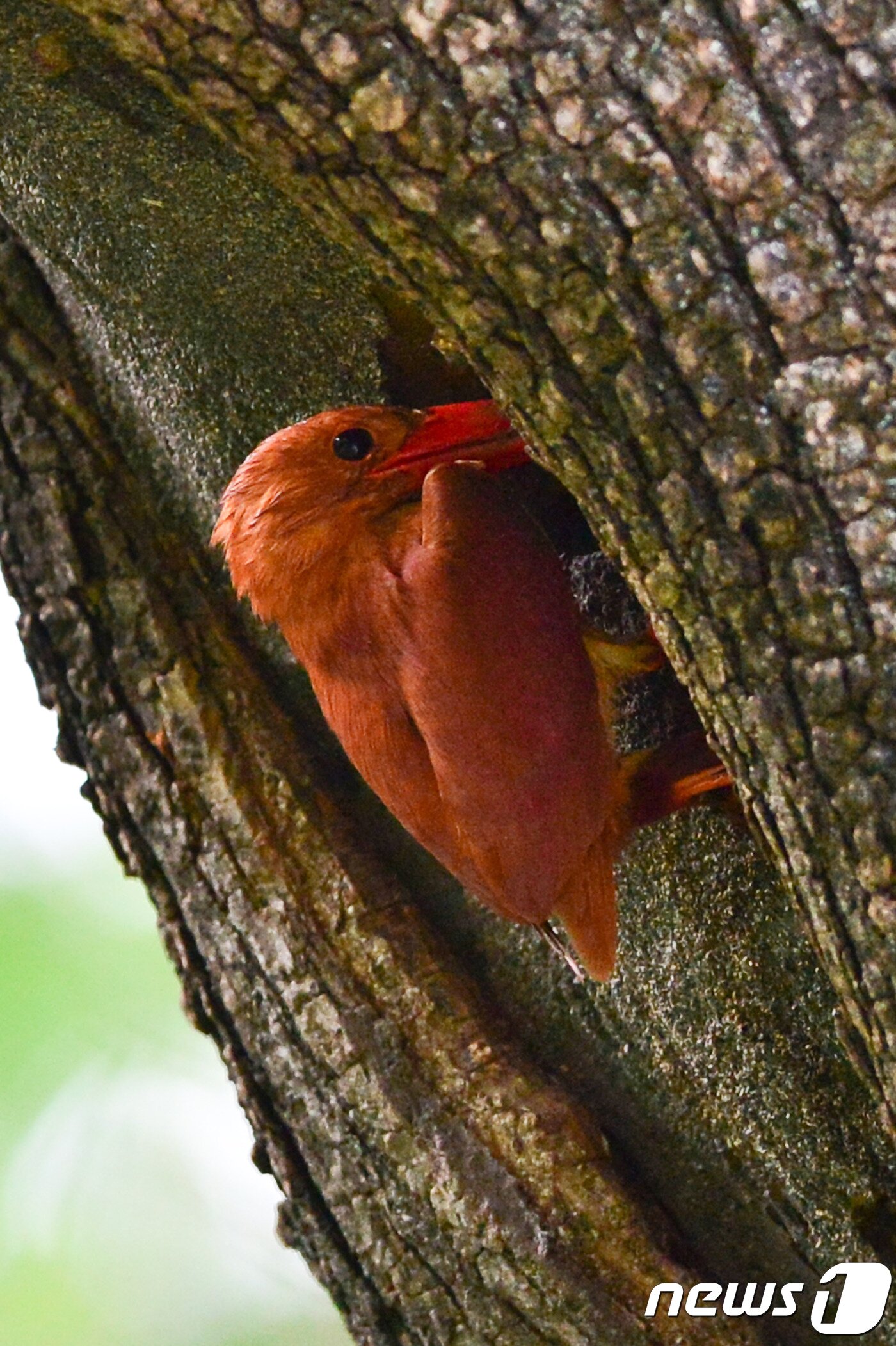 본문 이미지 - 호반새가 5일 오전 경북 경주시 안강읍 옥산서원 둥지에서 주변을 살피고 있다. 2019.7.5 /ⓒ 뉴스1  최창호 기자