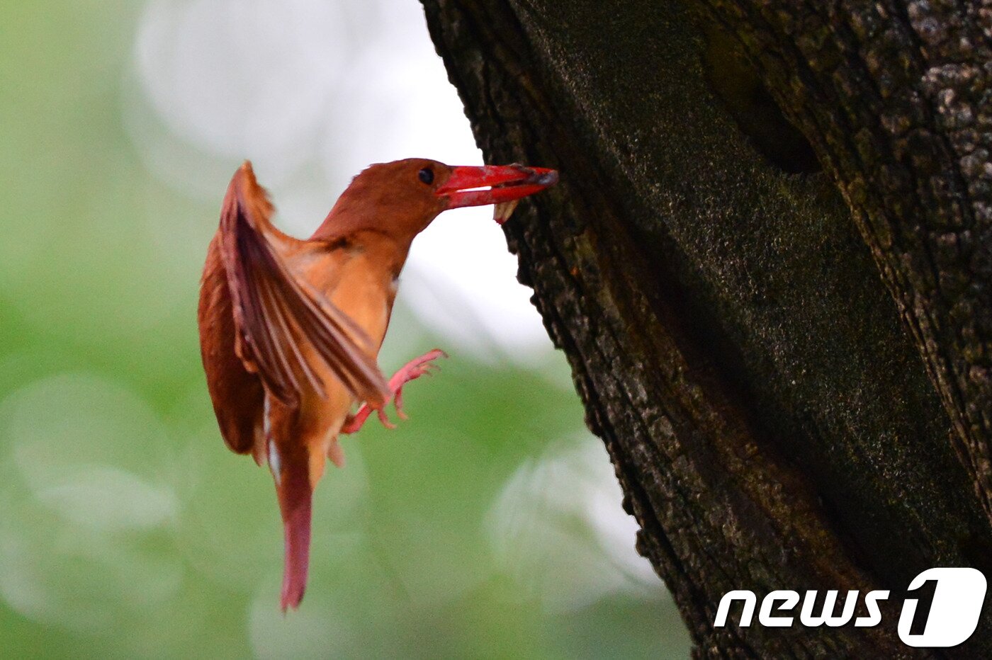 본문 이미지 - 호반새가 5일 오전 경북 경주시 안강읍 옥산서원 둥지에서 주변을 살피고 있다. 2019.7.5 /ⓒ 뉴스1  최창호 기자